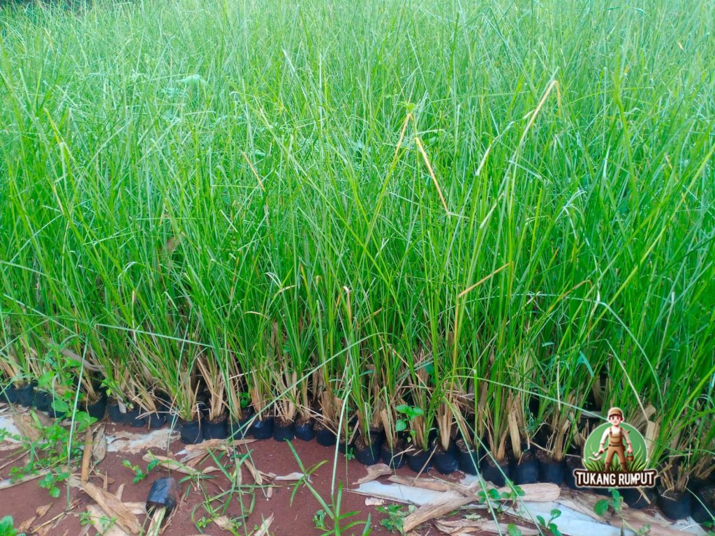 Jual Rumput Vetiver Akar Wangi Solusi Erosi